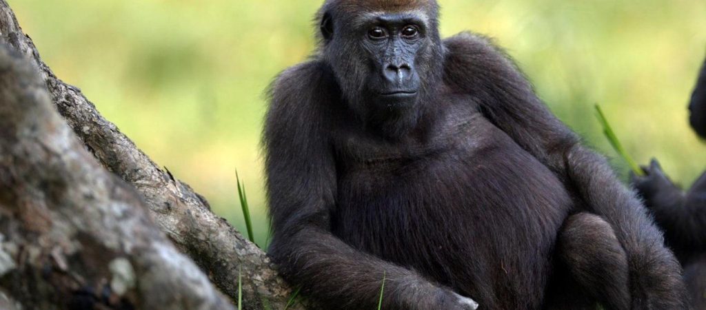 Ασυνήθιστη μαρτυρία: Ο μυστηριώδης άνθρωπος- γορίλας του Μαρόκου που άφησε «άφωνους» τους επιστήμονες