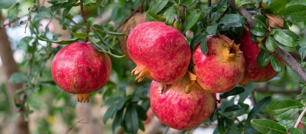 Ανάρπαστα τα ρόδια στις λαϊκές ενόψει Πρωτοχρονιάς – «Έφυγαν» πάνω από 4.000 τόνοι