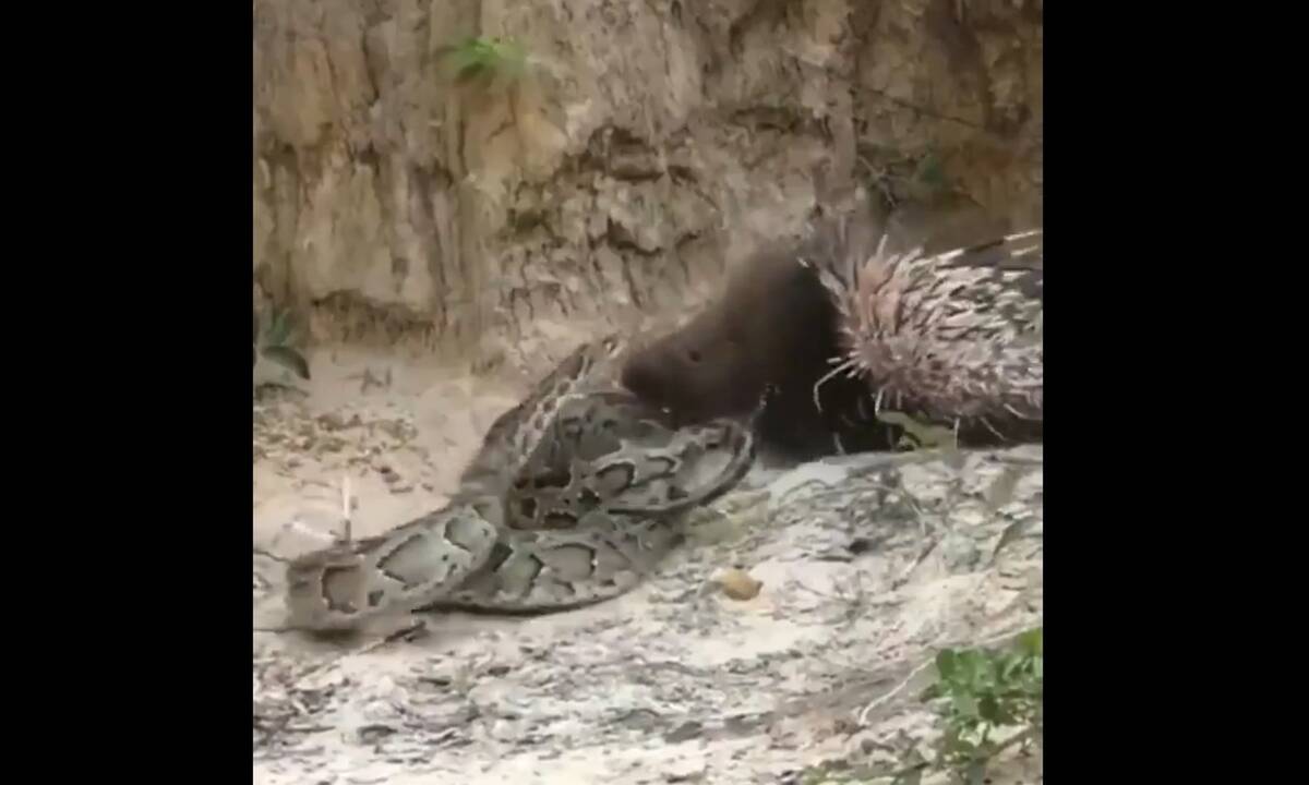 Φίδι επιτίθεται σε σκαντζόχοιρο – Η μάχη και η ανατροπή με τον νικητή (βίντεο)
