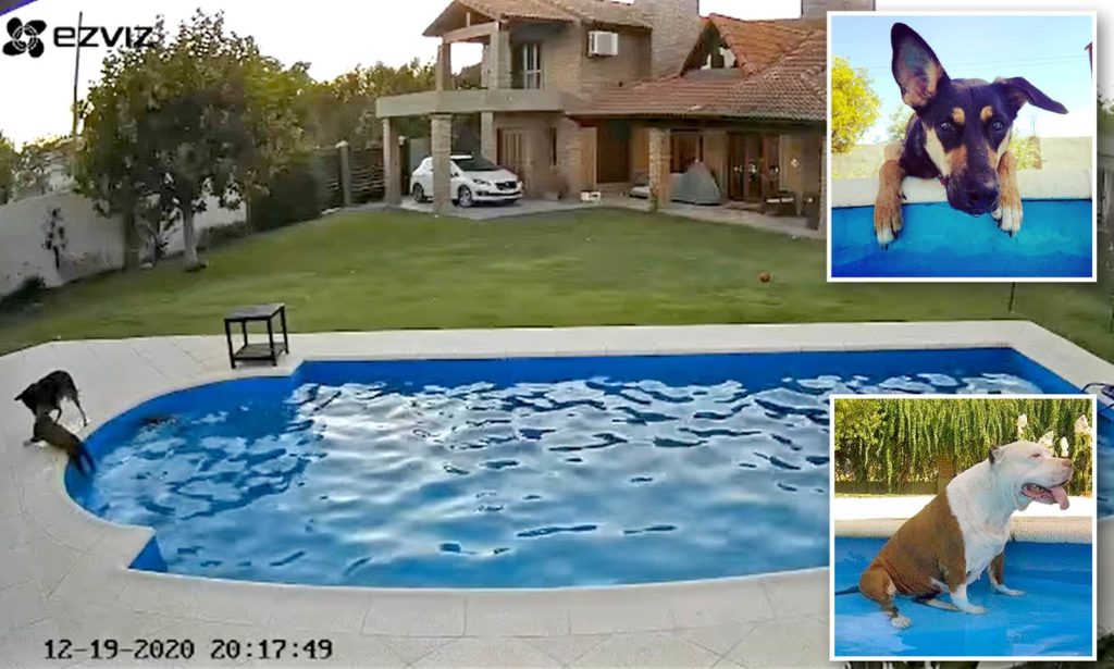 Βίντεο: Ηρωικός σκύλος σώζει ένα τυφλό πίτμπουλ που πήγε να πνιγεί