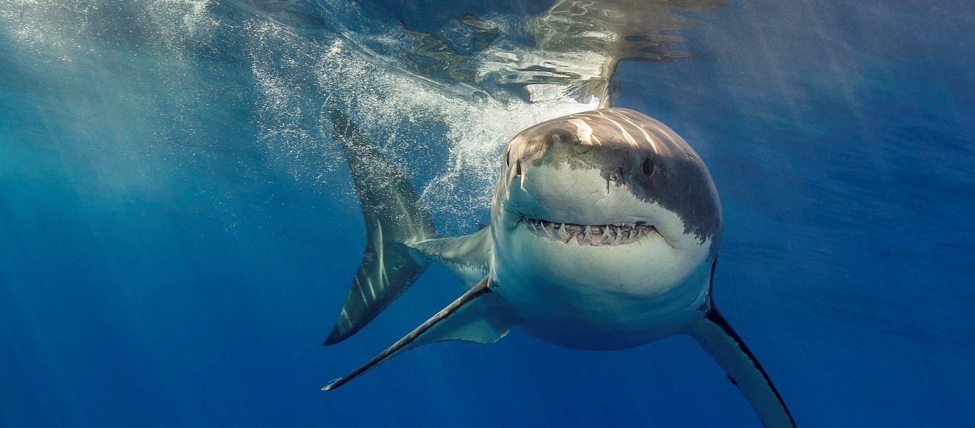 Αυτός είναι ο μεγαλύτερος λευκός καρχαρίας του Ατλαντικού (βίντεο)
