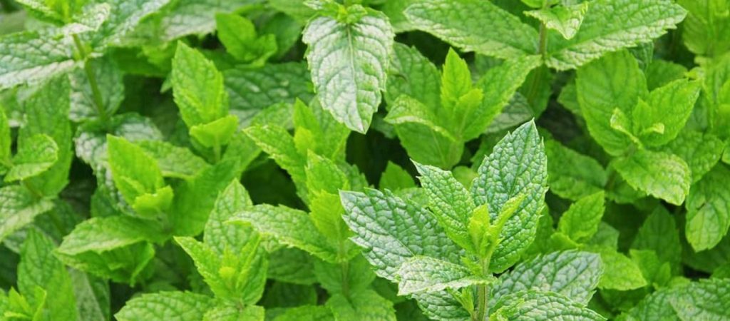 Οι ευεργετικές ιδιότητες της μέντας για την υγεία – Βάζει τέλος στα προβλήματα με το στομάχι