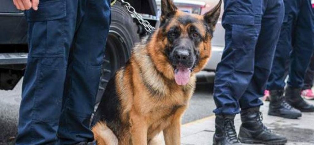 Καναδάς: Σκύλος της αστυνομίας αρπάζει ύποπτο για κλοπή από το παράθυρο (βίντεο)