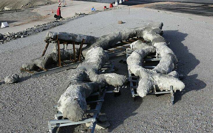 Οι απολιθωμένοι κορμοί δέντρων που βρέθηκαν στις νέες ανασκαφές του απολιθωμένου δάσους στη Λέσβο – Τι μαρτυρούν