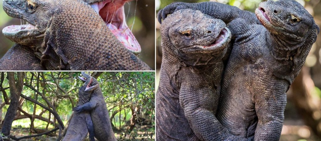 Τεράστιες σαύρες πολεμούν για την κυριαρχία (βίντεο)