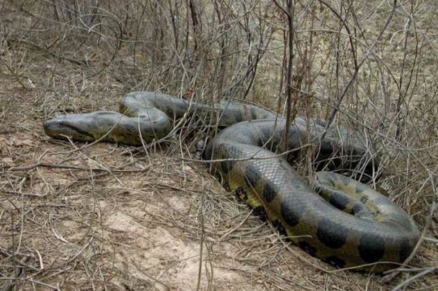 Το γνωρίζατε; – Γιατί τα ανακόντα κάνουν εμετό τα θύματά τους;
