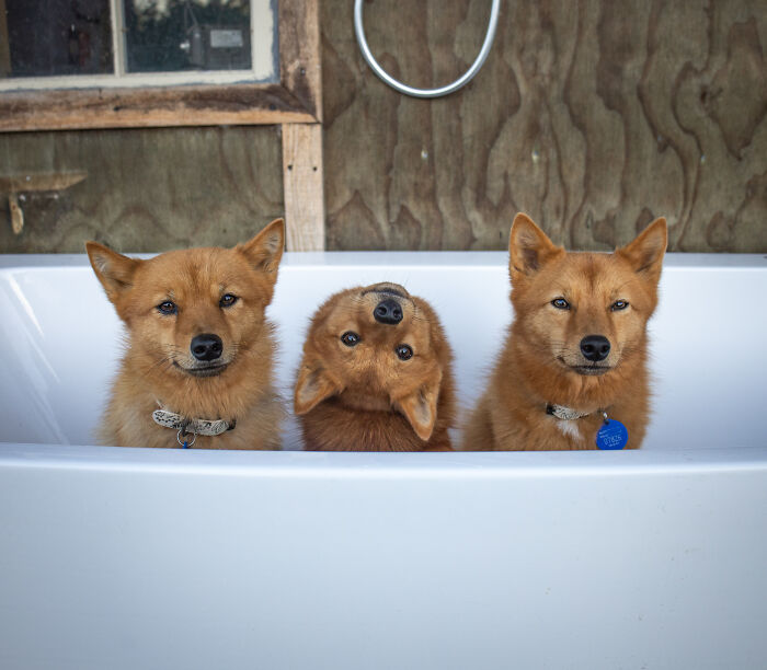 Σκύλος… «δαιμονίζεται» κάθε φορά που ακούει τη λέξη «Demon» (βίντεο)