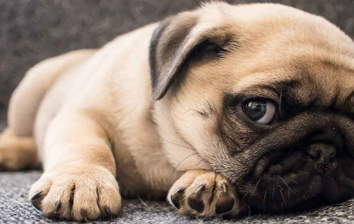 Έτσι πρέπει τελικά να υπολογίζουμε την ηλικία των σκύλων