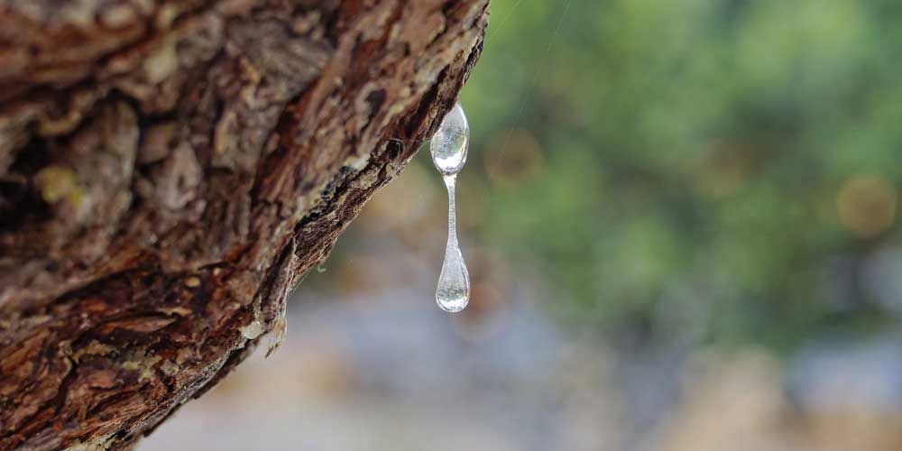 Μαστίχα: Οι πέντε θαυματουργές ιδιότητες της για τον οργανισμό μας