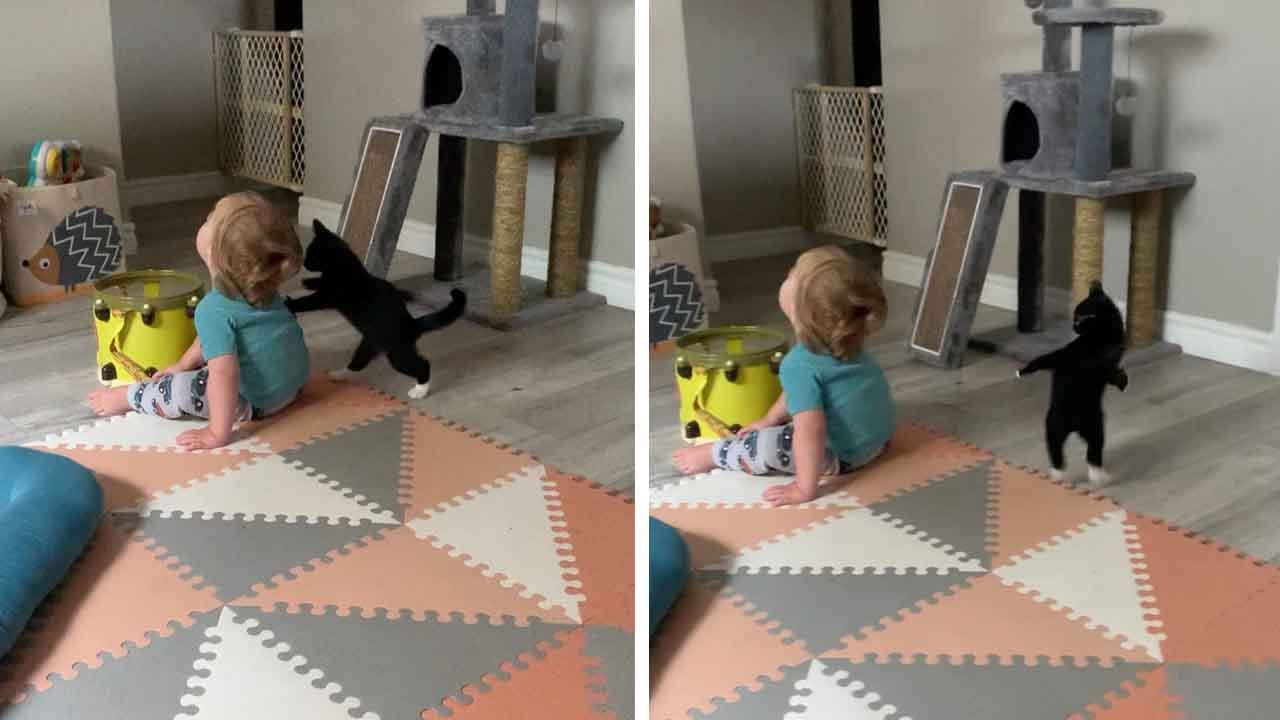 Γάτος παίζει ξύλο με μωρό και γίνεται viral (βίντεο)