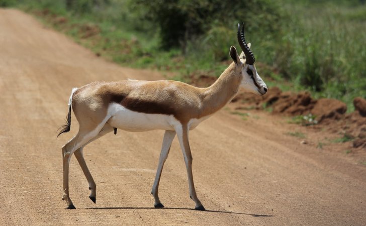 Τρία ζώα που γλίτωσαν στο «τσακ» την εξαφάνιση