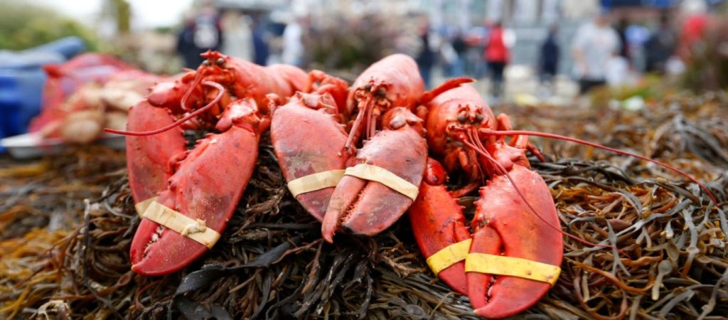 «Ξεμένει» η Ευρώπη από φρέσκους αστακούς και χτένια μετά το Brexit