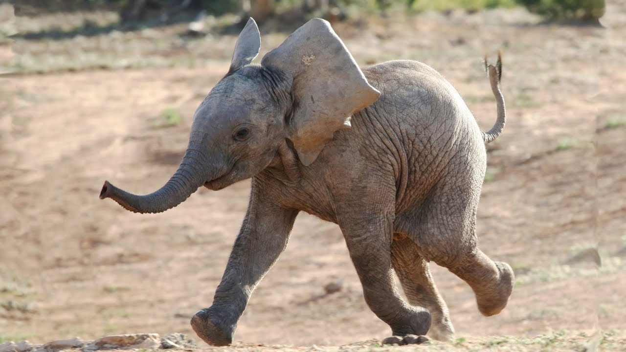 Αμέριμνο ελεφαντάκι τρέχει στο λιβάδι για να πιάσει… γαλοπούλες (βίντεο)