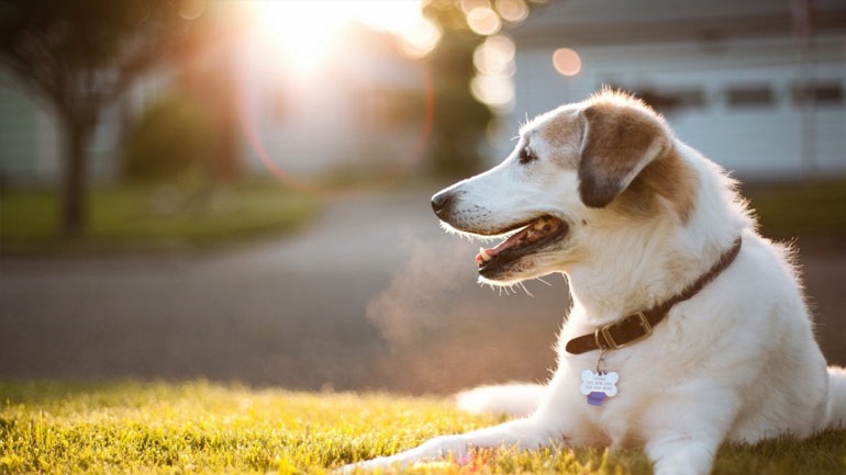 Έχετε αναρωτηθεί; – Γιατί ο σκύλος σας κάθεται στον ήλιο;