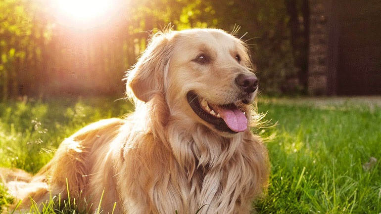 Δεν πάει ο νους σας: Επτά πράγματα που μπορούν να μυρίσουν τα σκυλιά στο σώμα μας και όχι μόνο