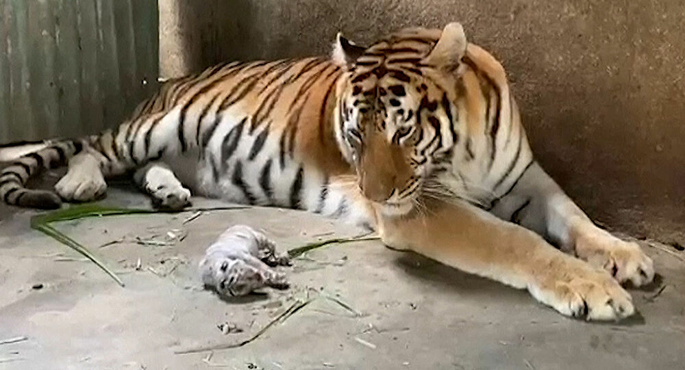 Νικαράγουα: Γεννήθηκε η πρώτη σπάνια λευκή τίγρης της Βεγγάλης – Εντυπωσιακή! (βίντεο)