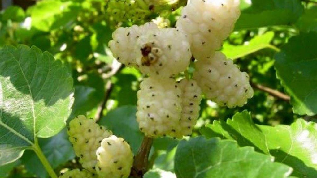 Άσπρα μούρα τα… «θαυματουργά»: Αυτά είναι τα μοναδικά οφέλη που έχουν για την υγεία