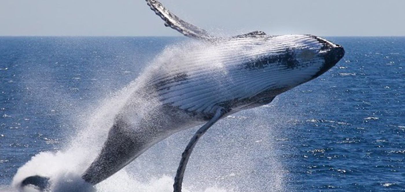 Φώκια ξεφεύγει τελευταία στιγμή από φάλαινες που την είχαν στριμώξει (βίντεο)