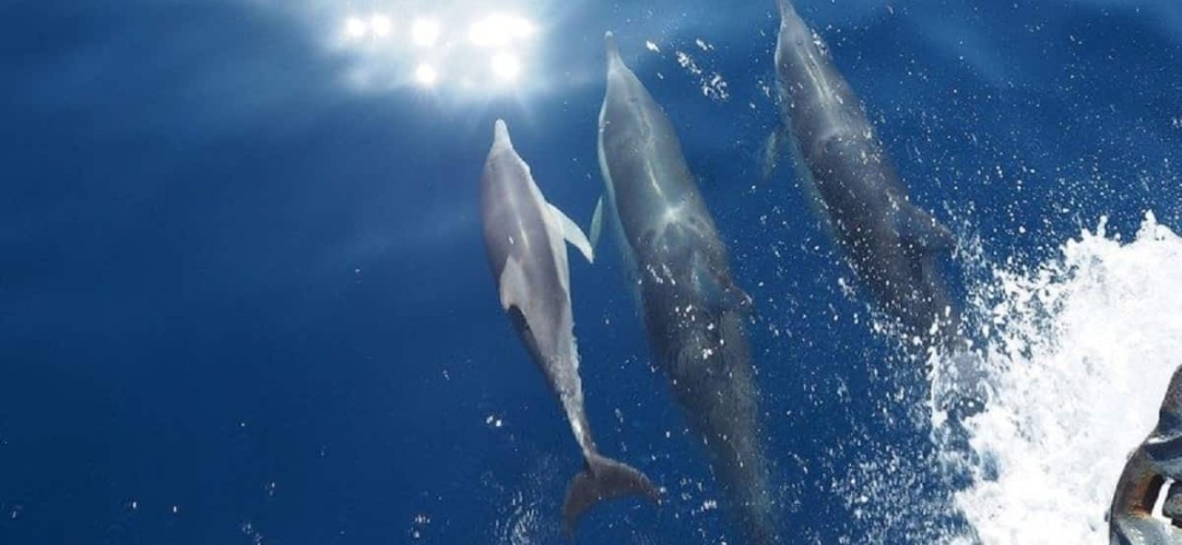 Σαντορίνη: Νεκρό δελφίνι ξεβράστηκε στην παραλία της Περιβόλου (φώτο)