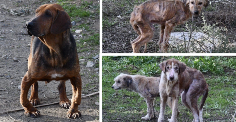 Νέα Αγχίαλο Βόλου: Βρέθηκαν 11 σκυλιά σε άθλια κατάσταση – Σκελετωμένα από την πείνα (βίντεο)