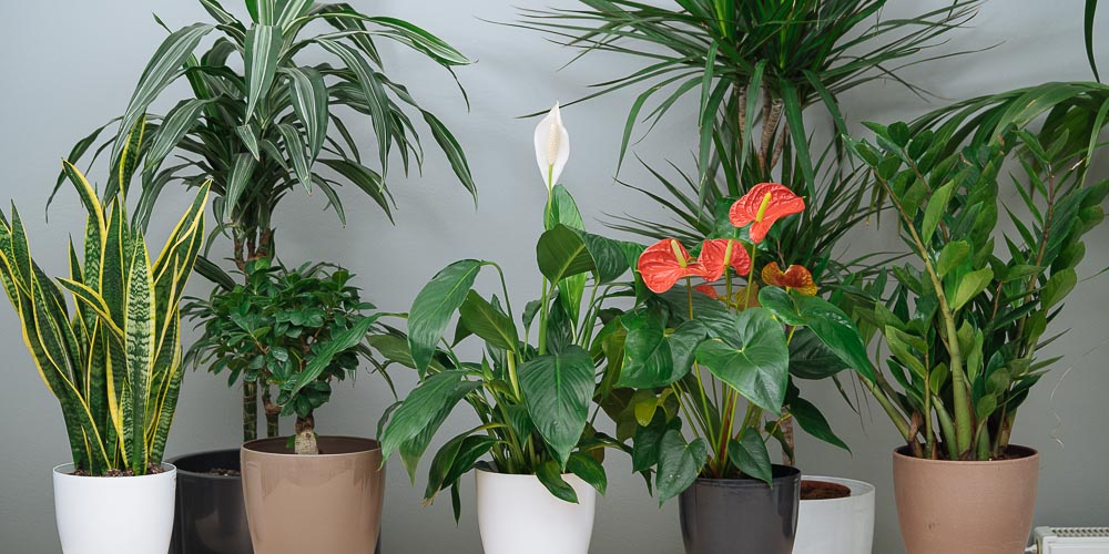 Αυτά είναι τα φυτά εσωτερικού χώρου που καθαρίζουν την ατμόσφαιρα άμεσα
