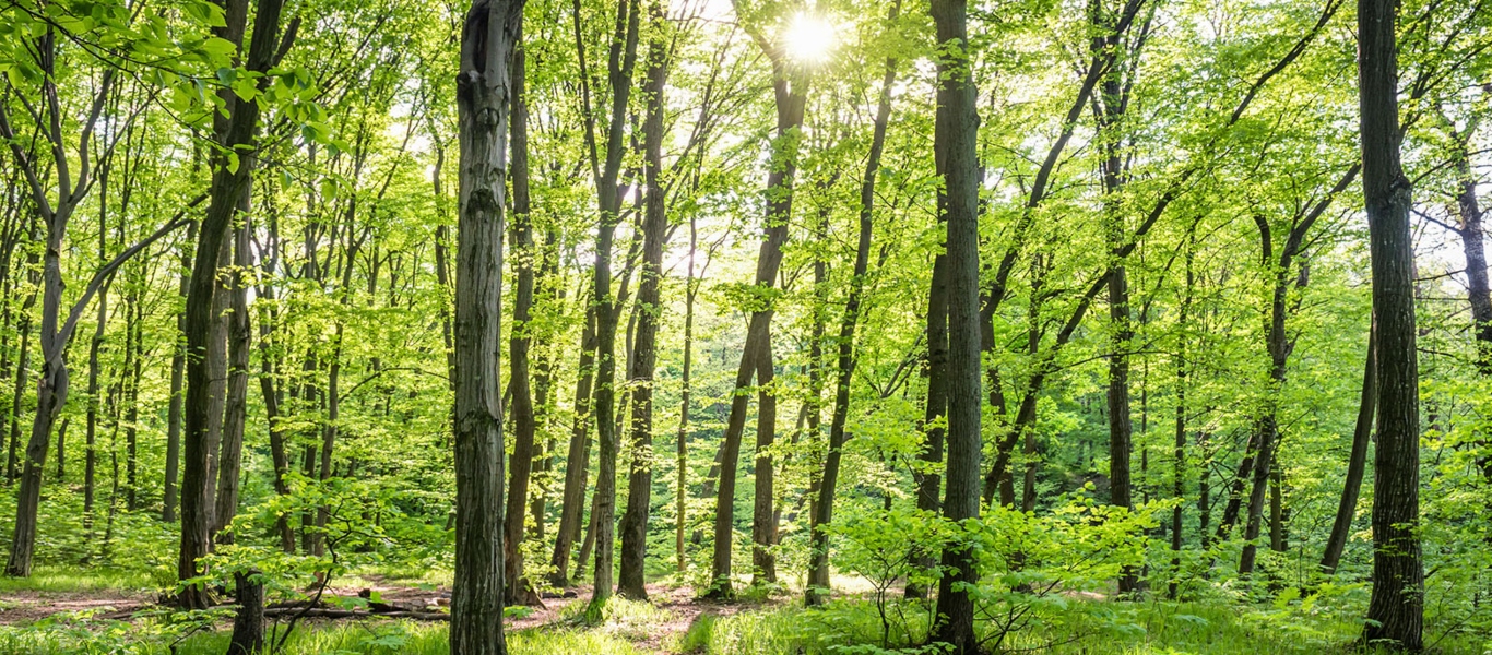 Κίνδυνος για τα δάση της Ευρώπης λόγω κλιματικής αλλαγής – Έχουν ιδιαίτερα αργούς ρυθμούς προσαρμογής