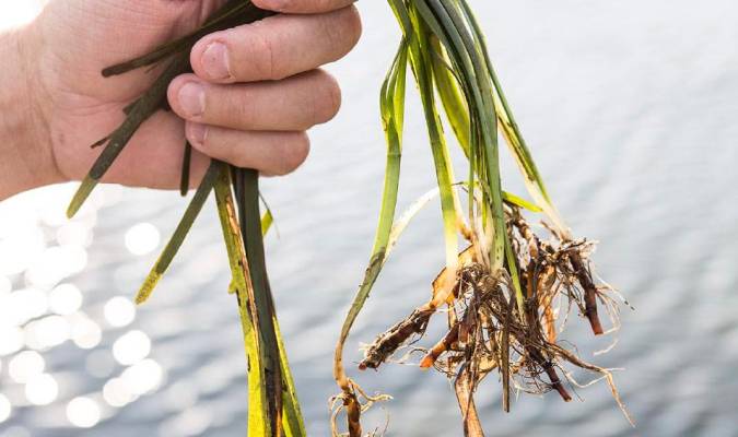 «Θαλάσσιο ρύζι»: Το νέο superfood που φυτρώνει στο βυθό της θάλασσας (βίντεο)