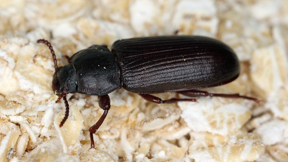 ΕΕ: Έδωσε το «πράσινο φως» για την κατανάλωση τροφών που παράγονται από ένα είδος κολεοπτέρου