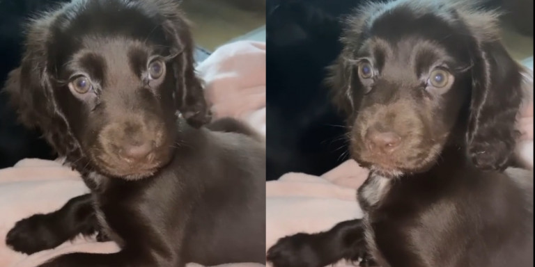 Mabel: Το κόκερ σπάνιελ που έχει «ρίξει» το «TikTok» – ​«Έχει μάτια πριγκίπισσας της Disney» (φώτο-βίντεο)