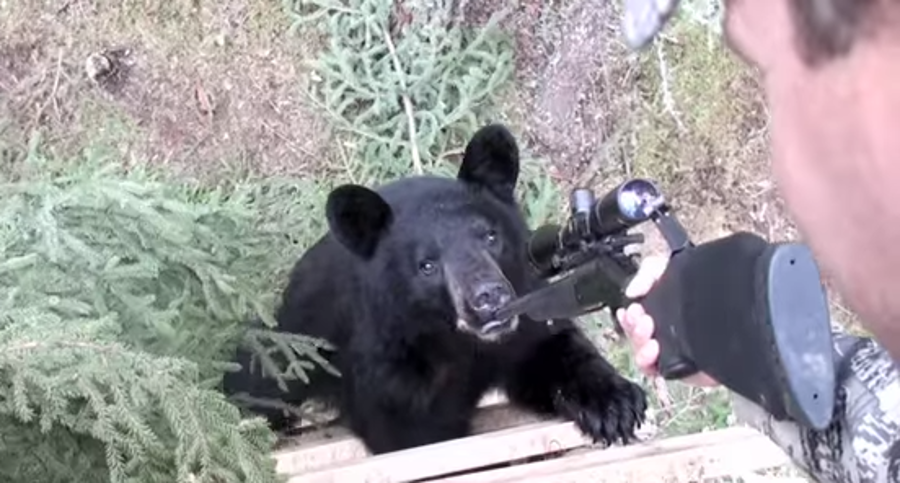 Αρκούδα σκαρφάλωσε σε δέντρο και τρομοκράτησε κυνηγούς (βίντεο)