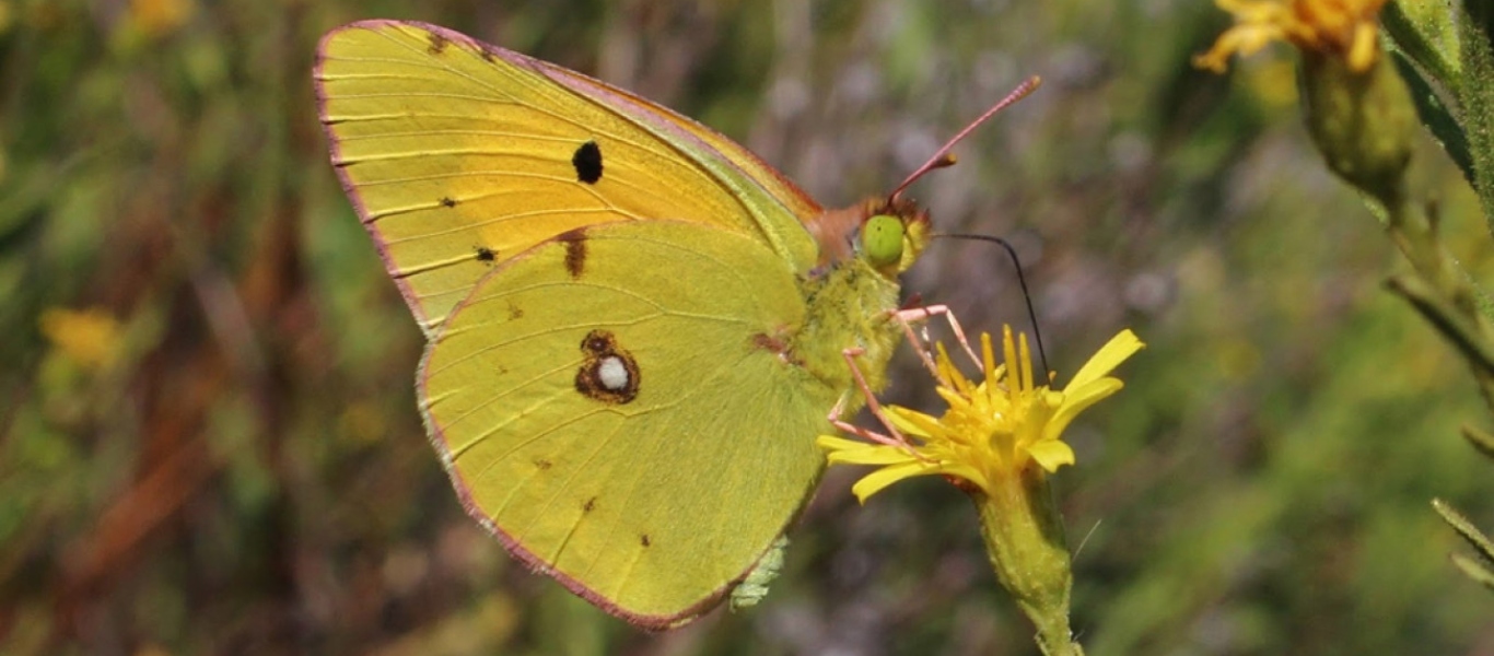 Έρευνα κρούει τον κώδωνα του κινδύνου – Είδος προς εξαφάνιση και οι πεταλούδες