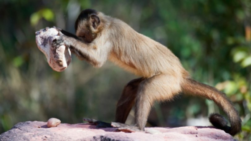 Μπαλί: Πίθηκοι κλέβουν πολύτιμα αντικείμενα από τουρίστες και ζητούν… λύτρα