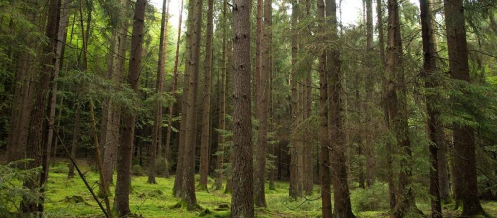 Δασικοί χάρτες: Ξεκινά σήμερα η ανάρτηση για 8 περιοχές της χώρας