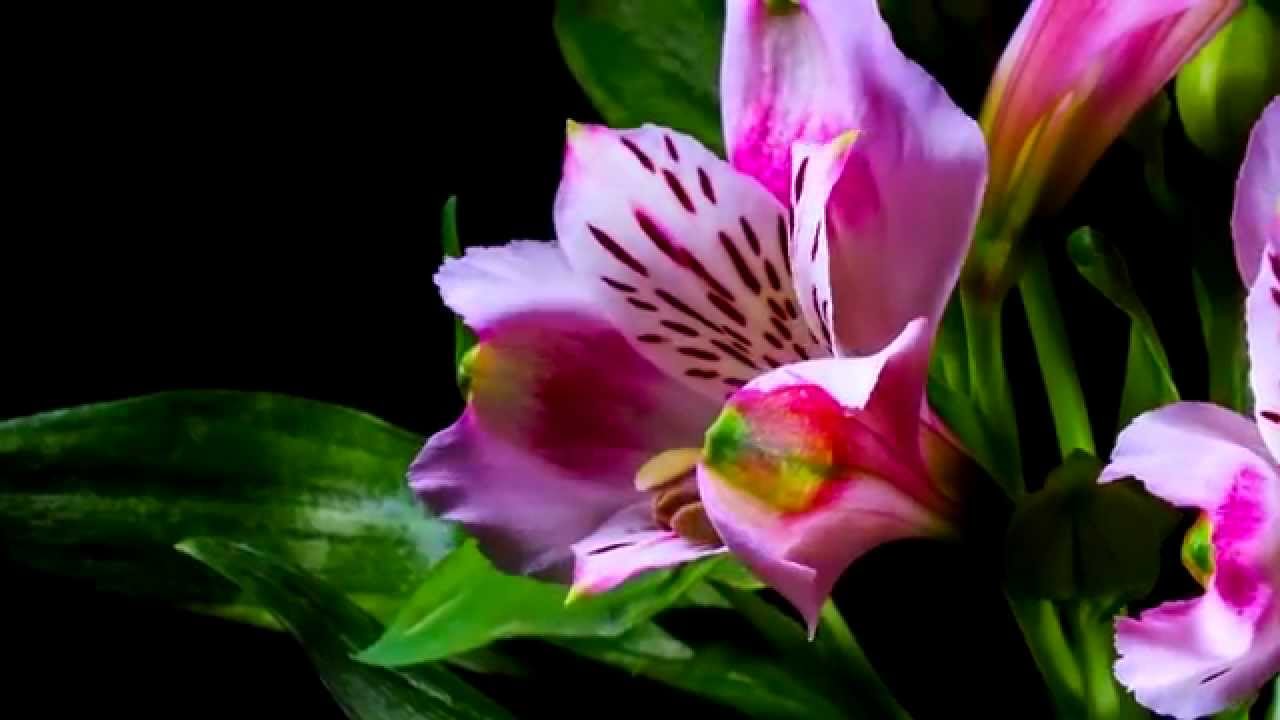 Η εντυπωσιακή άνθιση των λουλουδιών μέσα σε μόλις 2,5 λεπτά! (βίντεο)