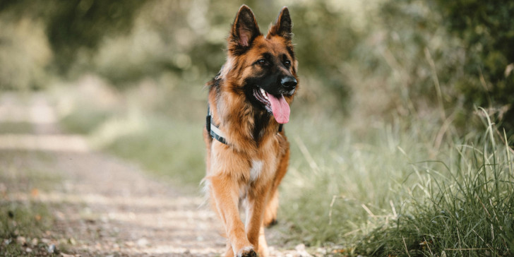 Λυκόσκυλο προσέχει παπάκια που παίζουν δίπλα του και γίνεται viral (βίντεο)