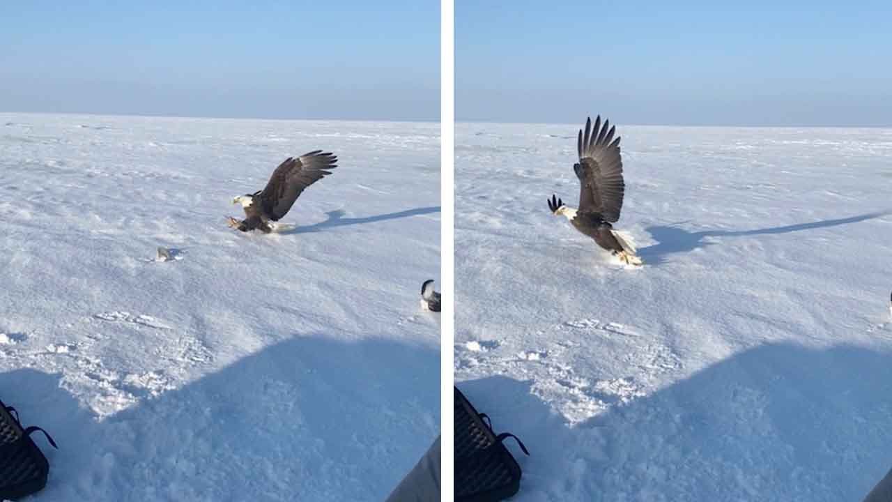 Πανίσχυρος αετός αρπάζει ψάρι από ψαράδες (βίντεο)