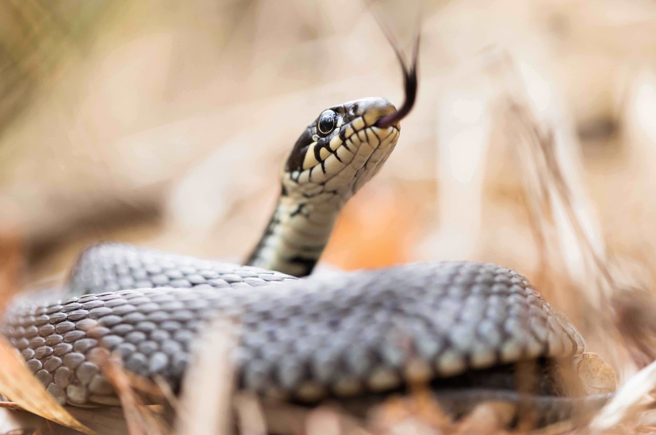 Αυτά είναι τα πιο επικίνδυνα φίδια στην Ελλάδα – Τι να κάνετε αν σας τσιμπήσουν