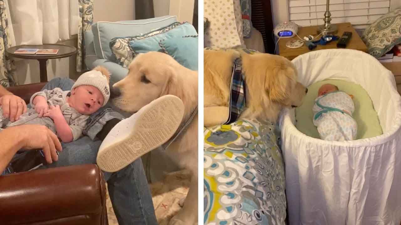 Γλυκός σκυλάκος δεν κάνει βήμα μακριά από το μωρό  (βίντεο)