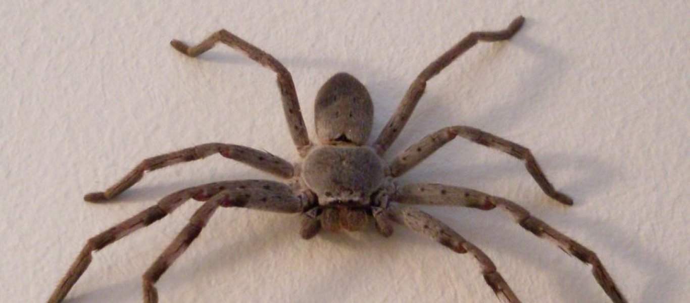 Αγρότης βρήκε αράχνες να μάχονται μέχρι θανάτου στο τρακτέρ του (βίντεο)