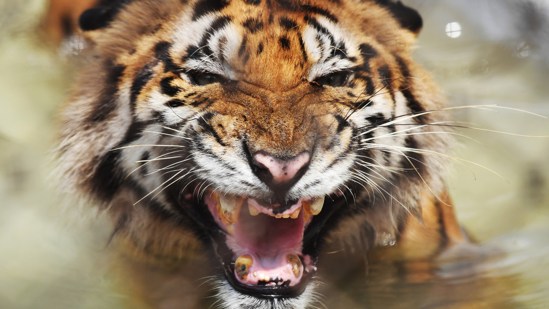 Τίγρης της Βεγγάλης ξήλωσε προφυλακτήρα αυτοκινήτου με τα δόντια της (βίντεο)