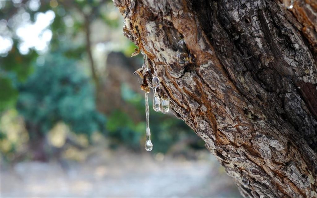 Αυτό είναι το δάσος που «κλαίει» και βρίσκεται στην Ελλάδα (βίντεο)