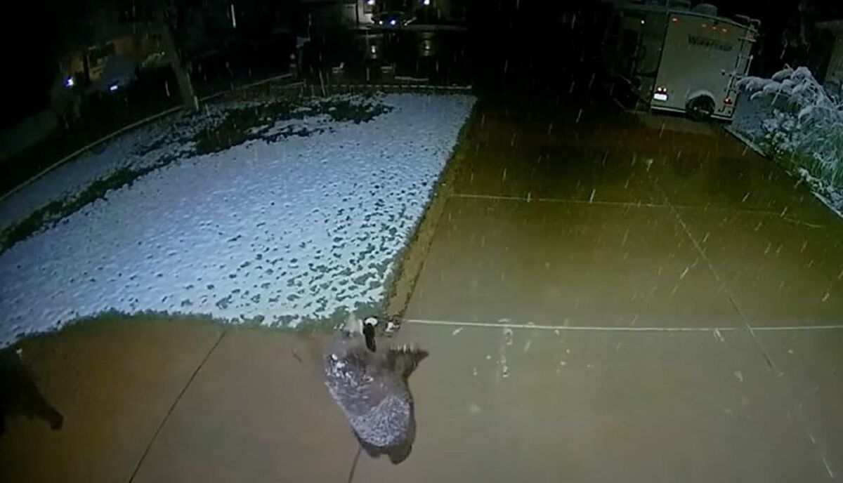 Αρκουδάκι βλέπει νιφάδες χιονιού και αρχίζει τον χορό (βίντεο)