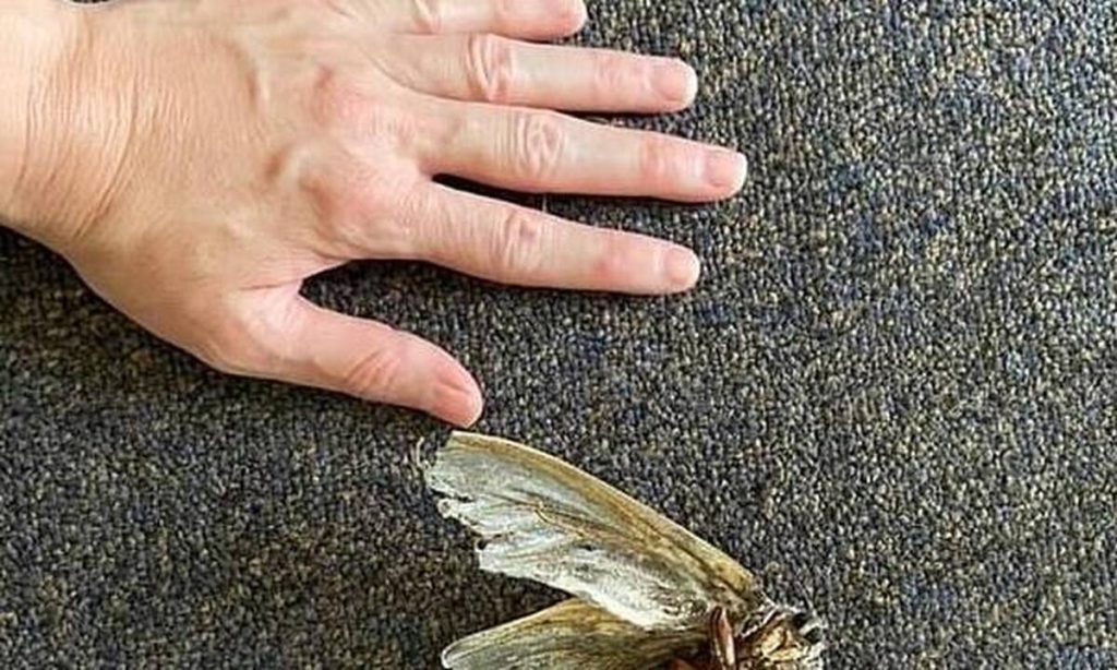 Γυναίκα καθάριζε το σπίτι και είδε ένα τεράστιο φτερωτό πλάσμα (φωτό)