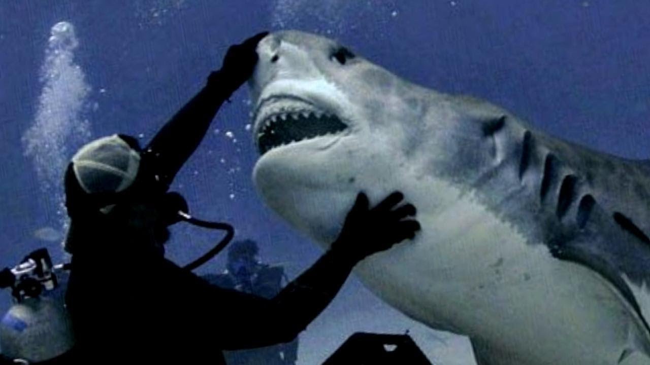 Δύτης «χορεύει» με καρχαρία και δείχνει τα δόντια του (βιντεο)