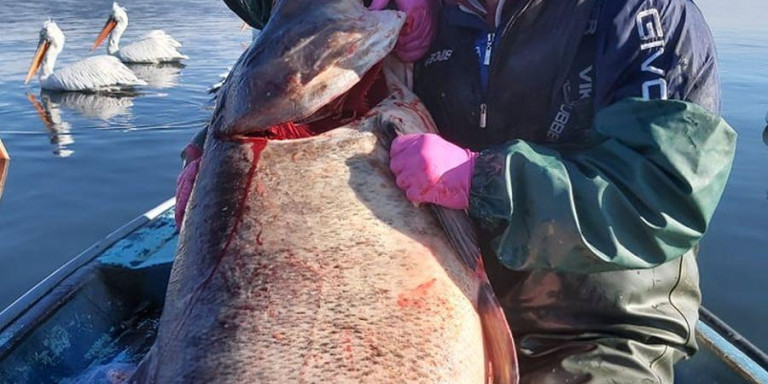 Απίστευτη ψαριά για δύο αδέλφια στη λίμνη Βόλβη – Το ψάρι ζύγιζε 85 κιλά (φωτό)