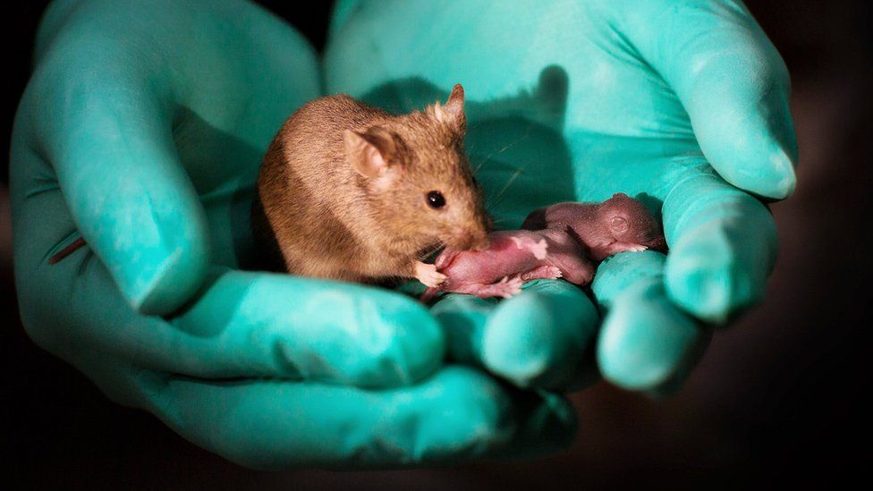 Γερμανοί επιστήμονες κατάφεραν να κάνουν παράλυτα ποντίκια να περπατήσουν ξανά με πειραματική θεραπεία