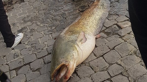 Παρίσι: Ψαράς έπιασε τεράστιο ψάρι στον Σηκουάνα (βίντεο)