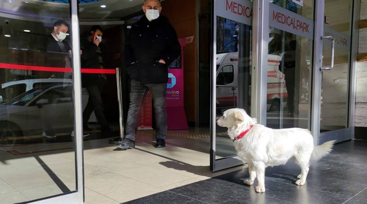 Σκύλος περίμενε 7 μέρες έξω από νοσοκομείο μέχρι να βγει το άρρωστο αφεντικό του (βίντεο)