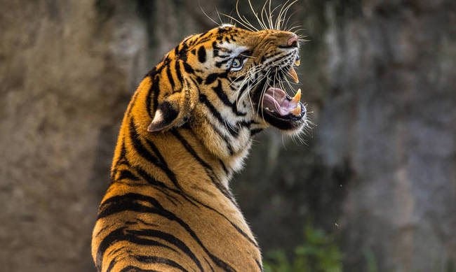 «Σύγκρουση τιτάνων»: Τεράστιες τίγρεις παλεύουν για την κυριαρχία (βίντεο)