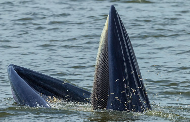 Φάλαινα ανοίγει το στόμα και καταπίνει χιλιάδες ψάρια τη φορά (βίντεο)